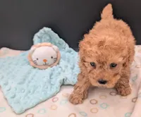Bamm Bamm 🧡, a male Poodle - Toy  for sale in Meta, MO – 7 of 10