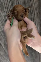 Pebbles 💚, a female Poodle - Toy  for sale in Meta, MO – 9 of 10