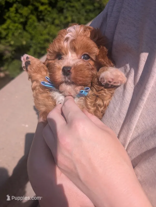 Jaxin 🩵 – Cavapoo puppy for sale in Meta, MO