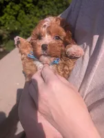Jaxin 🩵, a male Cavapoo for sale in Meta, MO – 1 of 10