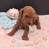 Buzz 🤍, a male Poodle - Miniature  for sale in Meta, MO – 5 of 10