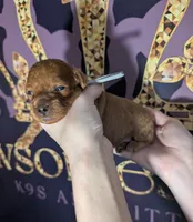 Mohawk 🩶, a male Poodle - Miniature  for sale in Meta, MO – 1 of 10