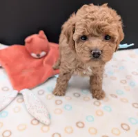 Betty 🩵, a female Poodle - Toy  for sale in Meta, MO – 9 of 10