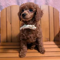 Jessie 💛, a female Poodle - Miniature  for sale in Meta, MO – 2 of 10