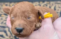 Charlie Brown 💛, a male Poodle - Toy  for sale in Meta, MO – 7 of 10