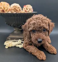 Jessie 💛, a female Poodle - Miniature  for sale in Meta, MO – 5 of 10