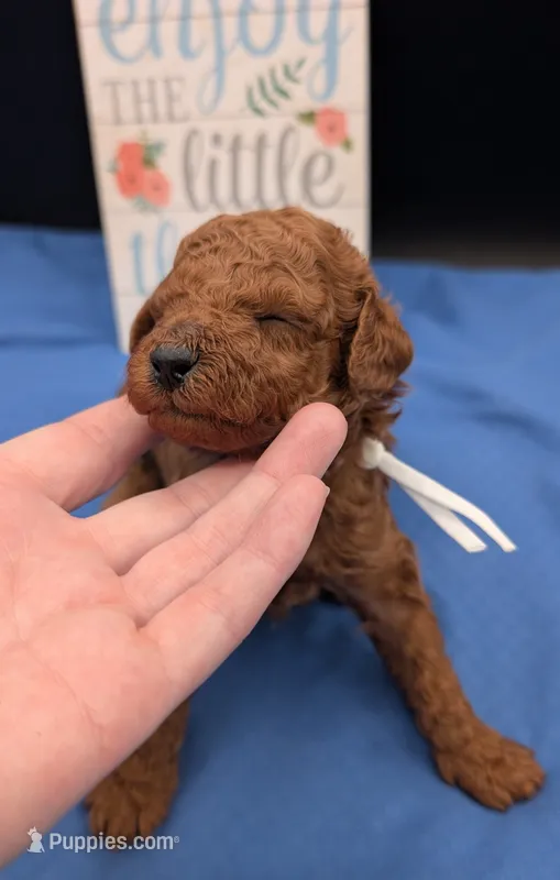 Buzz 🤍 – Poodle - Miniature  puppy for sale in Meta, MO