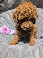 Sophie 💜, a female Poodle - Miniature  for sale in Meta, MO – 6 of 10