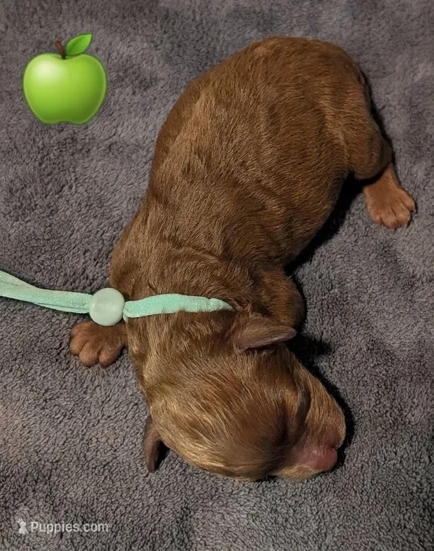 Green 🍏 – Poodle - Toy  puppy for sale in Meta, MO
