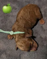 Green 🍏, a male Poodle - Toy  for sale in Meta, MO – 1 of 10