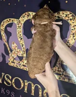 Nala 🩷, a female Poodle - Miniature  for sale in Meta, MO – 5 of 10