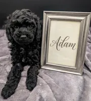 Adam 💚, a male Poodle - Miniature  for sale in Meta, MO – Photo 5 of 10