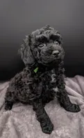 Adam 💚, a male Poodle - Miniature  for sale in Meta, MO – Photo 8 of 10