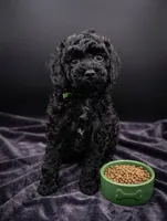 Adam 💚, a male Poodle - Miniature  for sale in Meta, MO – Photo 3 of 10