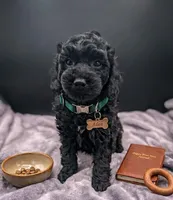 Adam 💚, a male Poodle - Miniature  for sale in Meta, MO – Photo 2 of 10