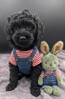 Adam 💚, a male Poodle - Miniature  for sale in Meta, MO – Photo 4 of 10