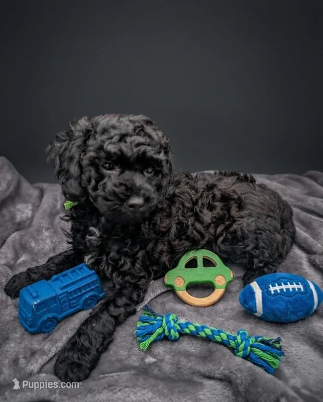 Adam 💚 – Poodle - Miniature  puppy for sale in Meta, MO