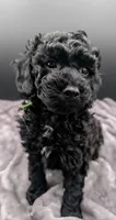 Adam 💚, a male Poodle - Miniature  for sale in Meta, MO – Photo 9 of 10