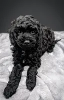 Adam 💚, a male Poodle - Miniature  for sale in Meta, MO – Photo 7 of 10