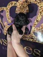 Sarabi 💜, a female Poodle - Miniature  for sale in Meta, MO – 4 of 10