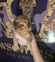 Pebbles 💚, a female Poodle - Toy  for sale in Meta, MO – 10 of 10
