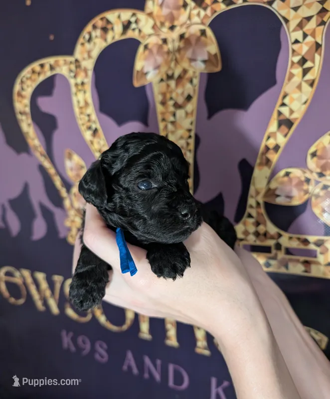 Mufasa 💙 – Poodle - Miniature  puppy for sale in Meta, MO