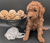 Buzz 🤍, a male Poodle - Miniature  for sale in Meta, MO – 4 of 10