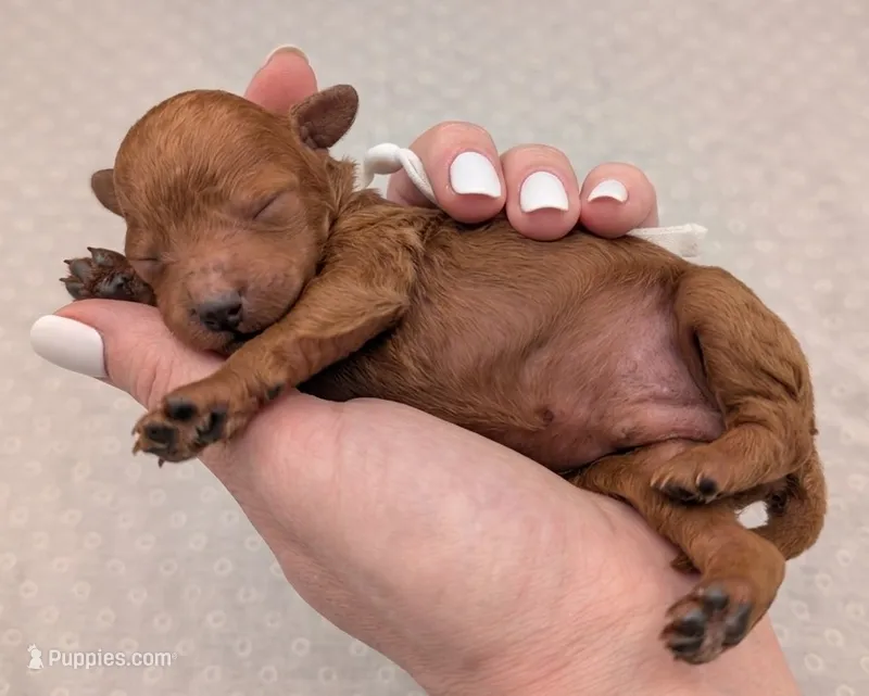 Cal 🤍 – Poodle - Miniature  puppy for sale in Meta, MO