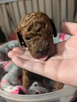 Woody 🤎, a male Poodle - Miniature  for sale in Meta, MO – 10 of 10