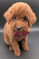 Cinnamon ♥️, a female Poodle - Toy  for sale in Meta, MO – 8 of 10