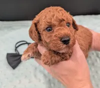 Snoopy 🖤, a male Poodle - Miniature  for sale in Meta, MO – 5 of 10