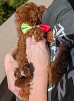 Watermelon 🍉, a female Poodle - Toy  for sale in Meta, MO – 5 of 10