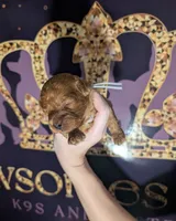 Mohawk 🩶, a male Poodle - Miniature  for sale in Meta, MO – 2 of 10