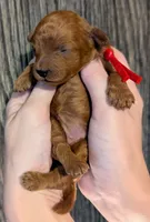 Autumn ♥️, a female Poodle - Toy  for sale in Meta, MO – 7 of 10