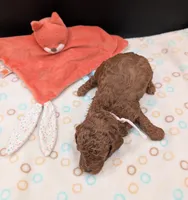 Bo Peep 🩷, a female Poodle - Miniature  for sale in Meta, MO – 7 of 10