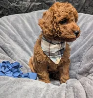Caleb 🩵, a male Poodle - Miniature  for sale in Meta, MO – 6 of 10