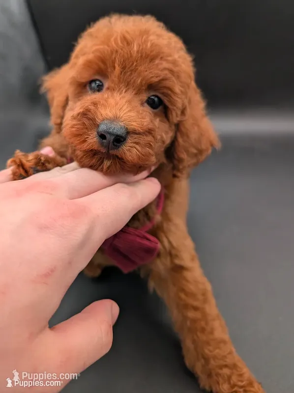 Cinnamon ♥️, a female Poodle - Toy  for sale in Meta, MO – 1 of 10