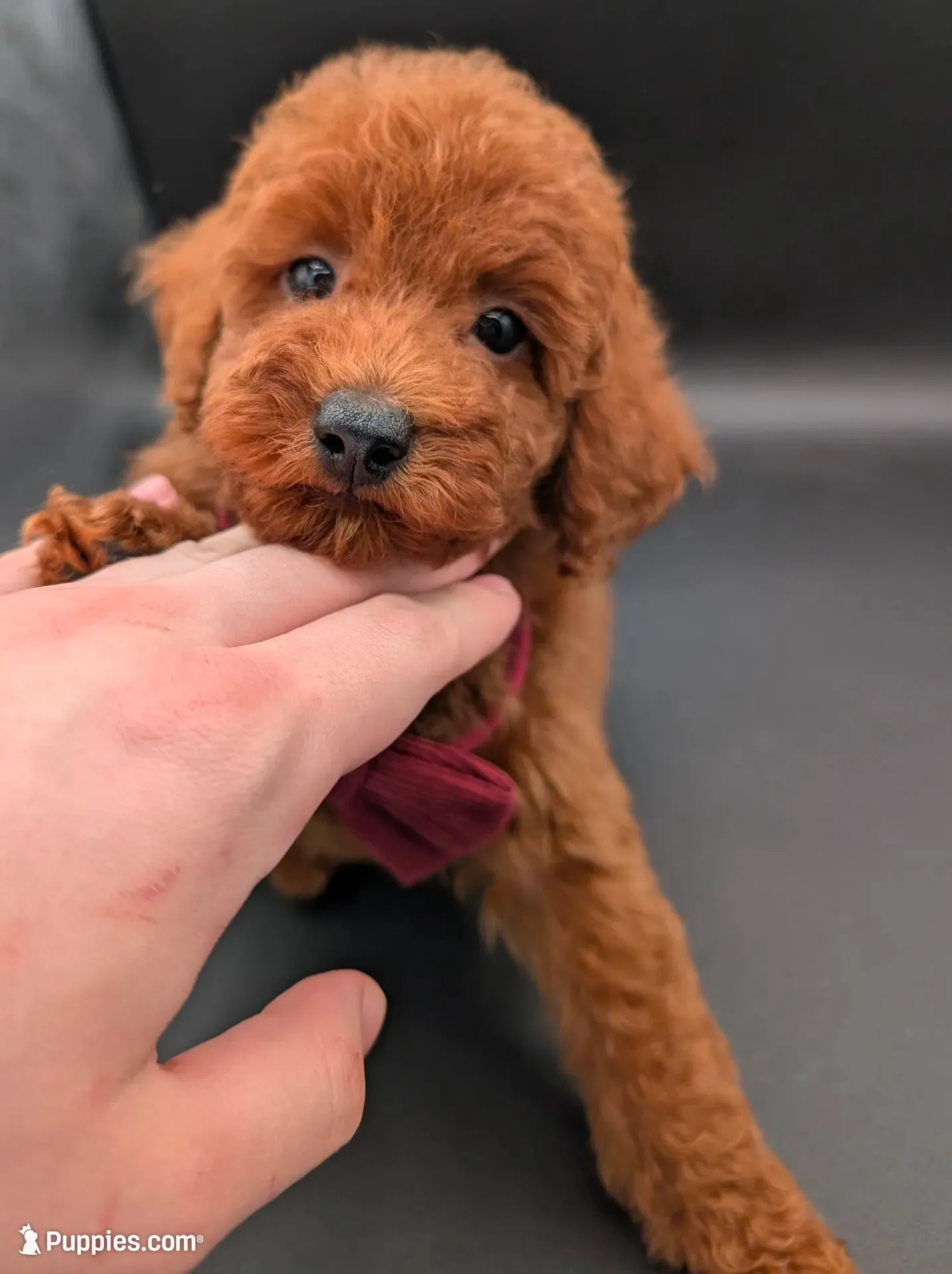 Cinnamon ♥️, a female Poodle - Toy  for sale in Meta, MO – 1 of 10