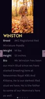 Winston Retired Stud, a male Poodle - Miniature  for sale in Meta, MO – 2 of 10