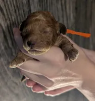 Bamm Bamm 🧡, a male Poodle - Toy  for sale in Meta, MO – 7 of 10
