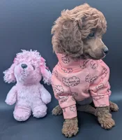 Bo Peep 🩷, a female Poodle - Miniature  for sale in Meta, MO – 2 of 10