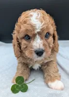 Nathan 🩶, a male Cavapoo for sale in Meta, MO – 2 of 10