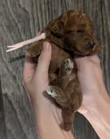 Watermelon 🍉, a female Poodle - Toy  for sale in Meta, MO – 1 of 10