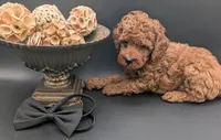 Woody 🤎, a male Poodle - Miniature  for sale in Meta, MO – 10 of 10