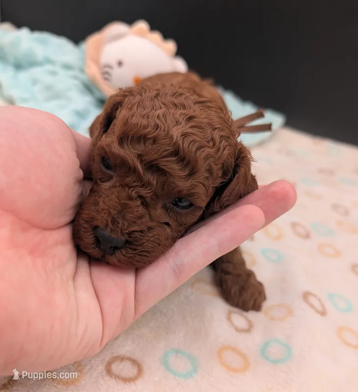 Woody 🤎 – Poodle - Miniature  puppy for sale in Meta, MO