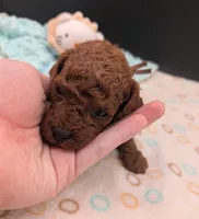 Woody 🤎, a male Poodle - Miniature  for sale in Meta, MO – 1 of 10