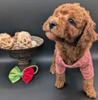 Watermelon 🍉, a female Poodle - Toy  for sale in Meta, MO – 9 of 10