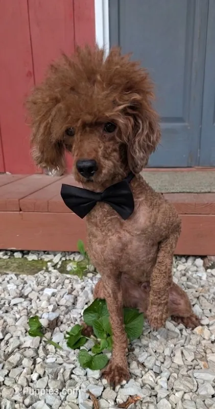 Winston Retired Stud – Poodle - Miniature  puppy for sale in Meta, MO