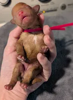 Raspberry 🩷, a female Poodle - Toy  for sale in Meta, MO – 5 of 10