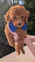 Blueberry 🫐, a male Poodle - Toy  for sale in Meta, MO – 7 of 10